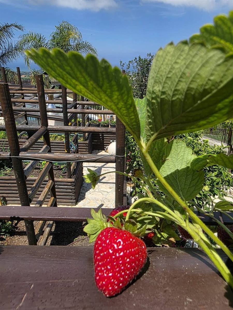 Fragola appena raccolta nell'orto della Tenuta Sant'Angelo