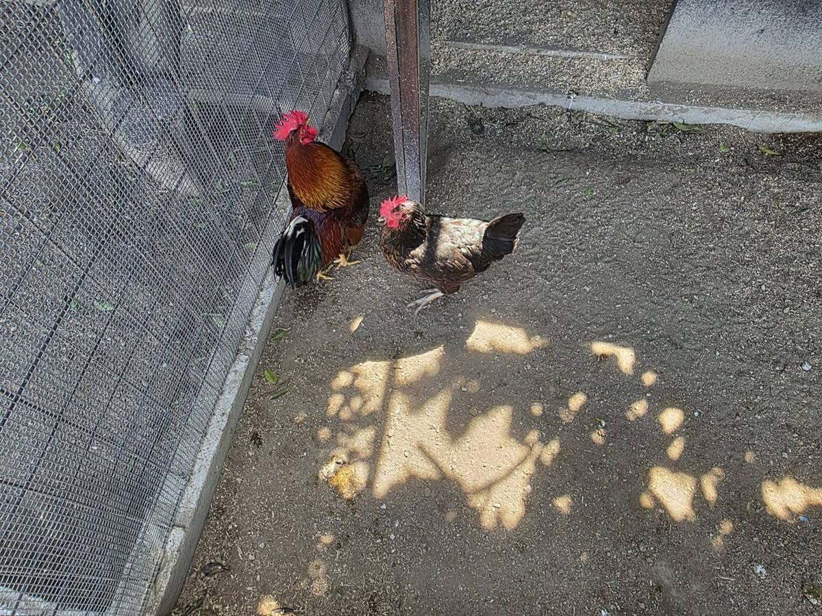 Gallo e gallina nella fattoria didattica