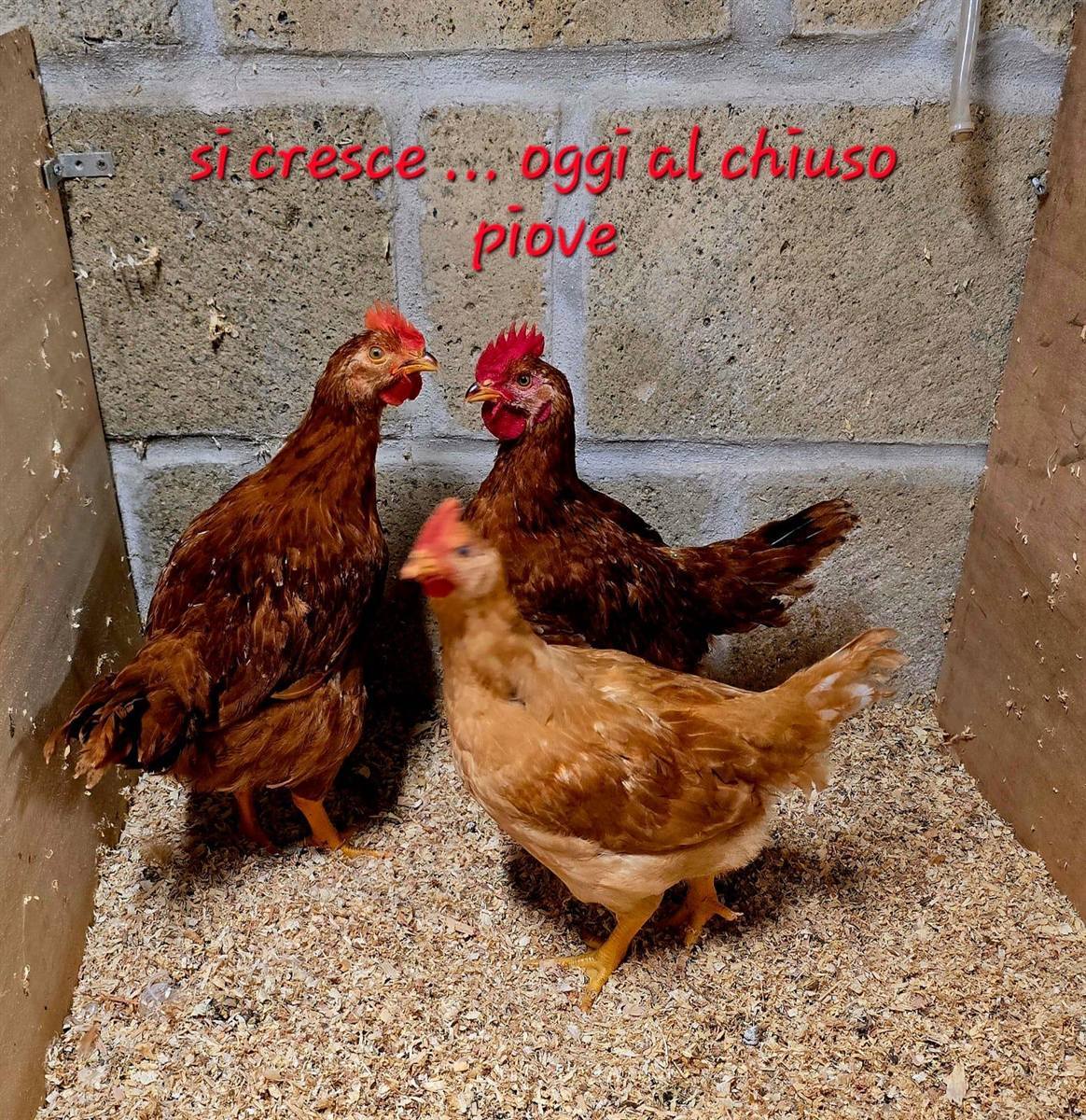 Galline della fattoria didattica della Tenuta Sant'Angelo